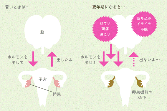 更年期障害のメカニズム